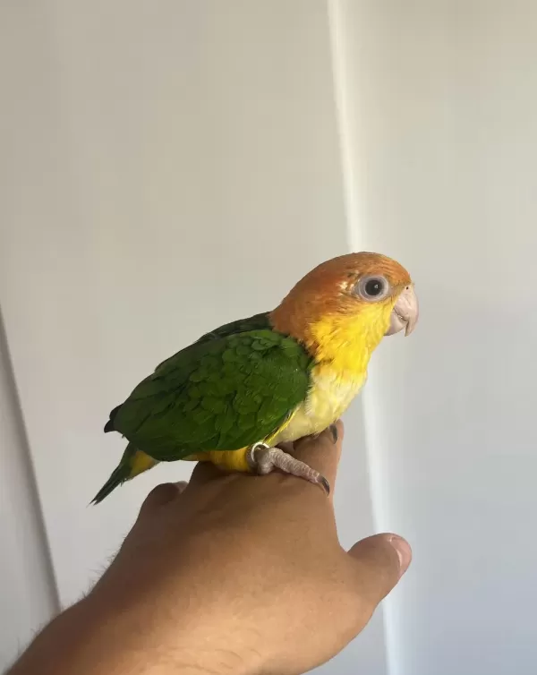 Caique El Besleme Bebekleri