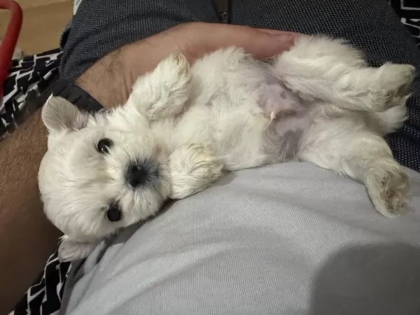 Sıfır Burun Sıfır Bacak 3 Nokta Köpeğimiz