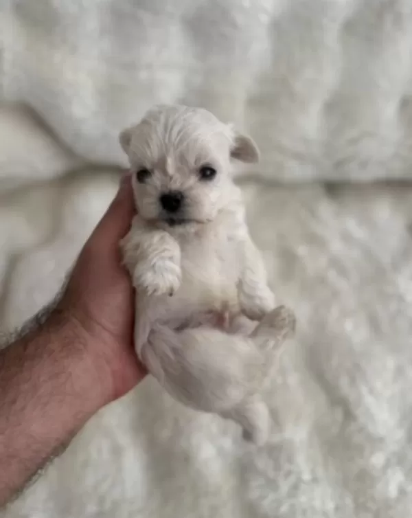 Sıfır Burun Sıfır Bacak 3 Nokta Köpeğimiz