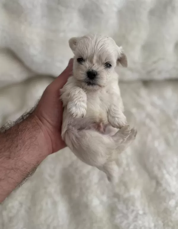 Sıfır Burun Sıfır Bacak 3 Nokta Köpeğimiz