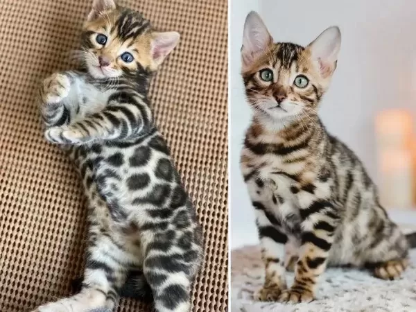 Bengal Kedisi Bebekler Rezerveye Açıktır