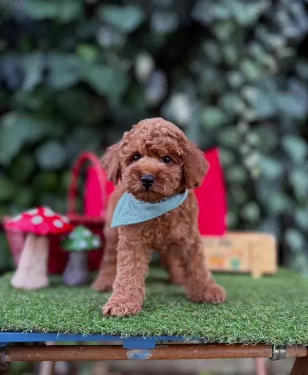 Safkan Toy Poodle Yavrularımız