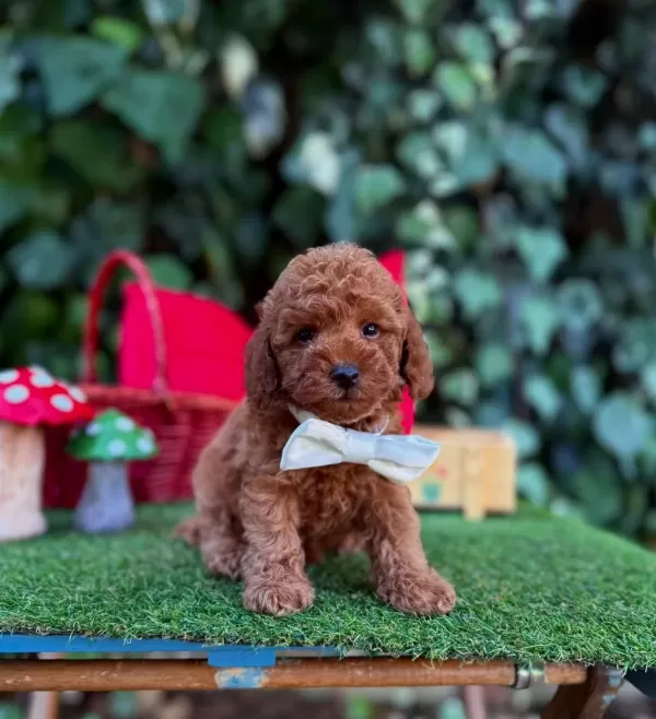 Safkan Toy Poodle Yavrularımız