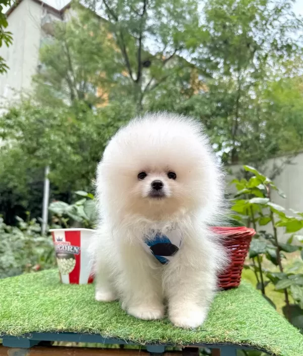 Safkan Pomeranian Boo Yavrularımız