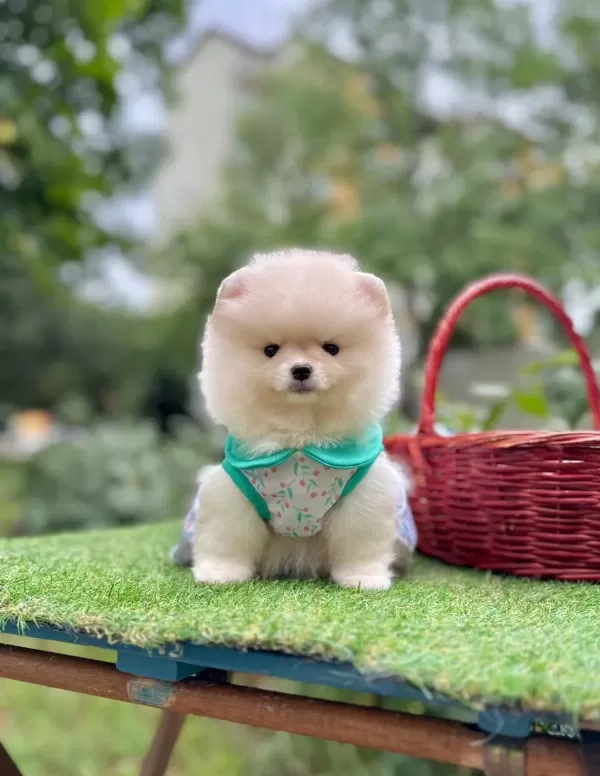 Safkan Pomeranian Boo Yavrularımız