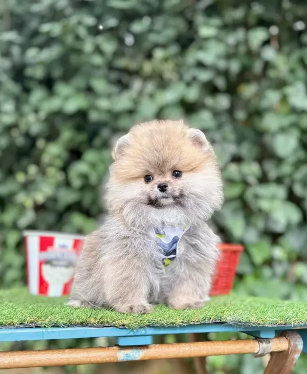 Safkan Pomeranian Boo Yavrularımız