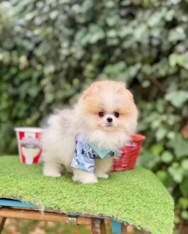 Safkan Pomeranian Boo Yavrularımız
