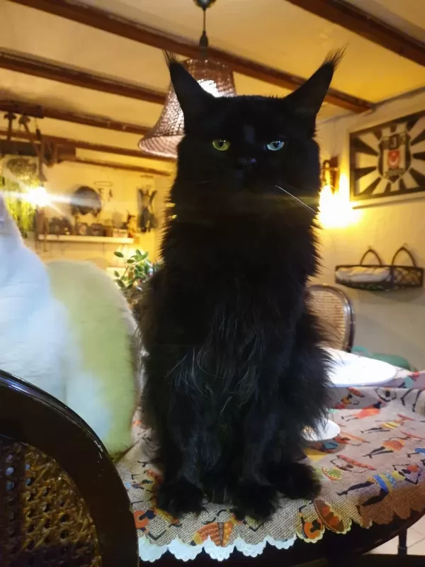 Xxl Boy Maine Coon Yavruları
