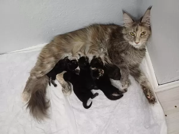 Xxl Boy Maine Coon Yavruları