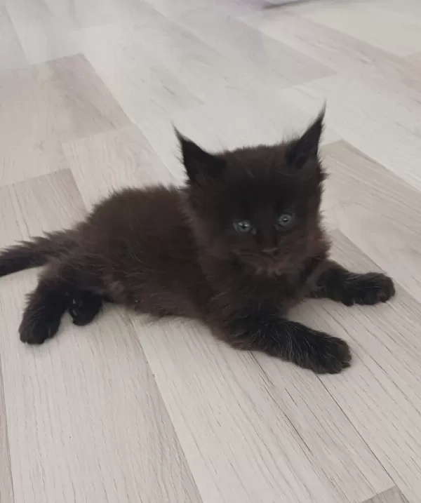 Xxl Boy Maine Coon Yavruları