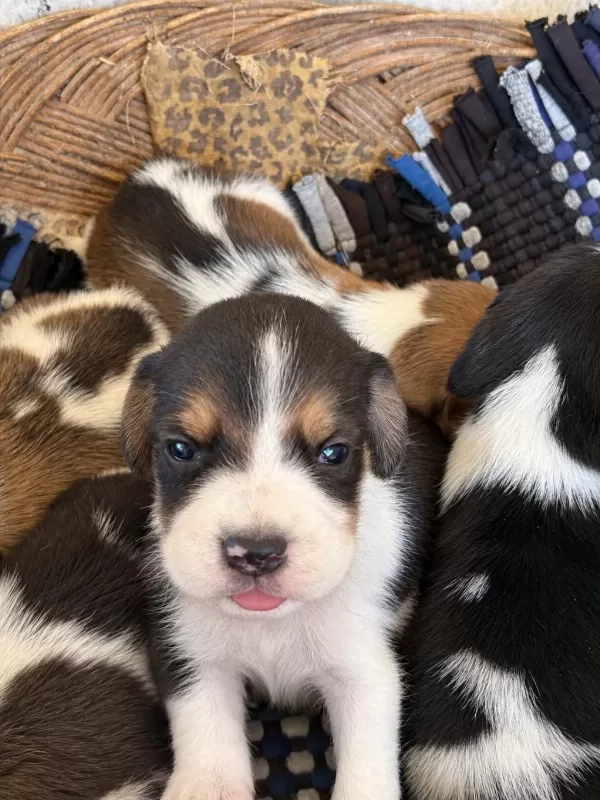 İrk Ve Sağlık Garantili Beagle Yavrular