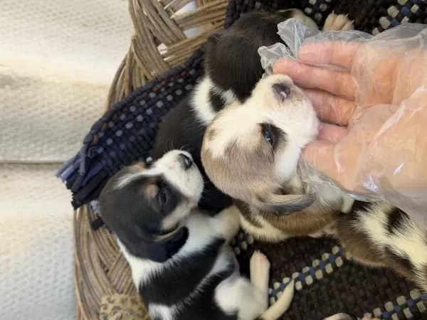 İrk Ve Sağlık Garantili Beagle Yavrular