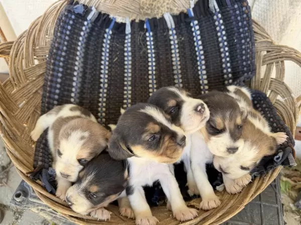 İrk Ve Sağlık Garantili Beagle Yavrular
