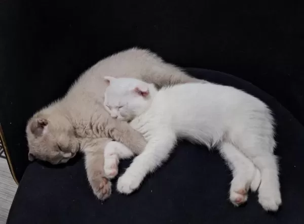 Scottish Fold Ve British Shorthair Yavru Beyaz Ve Lilac