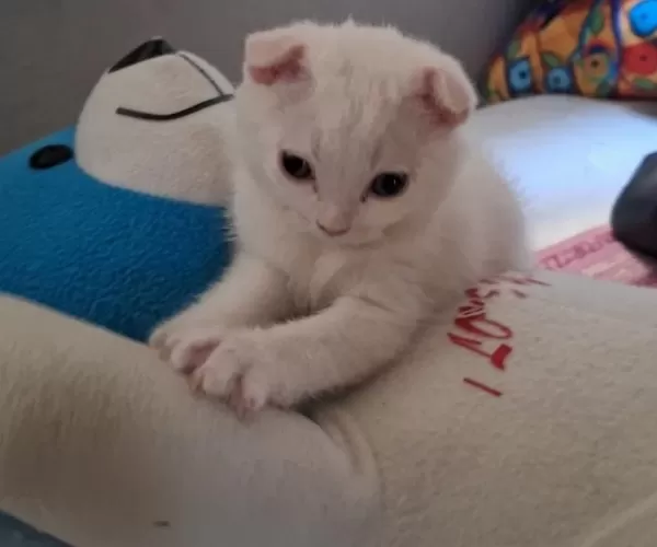Scottish Fold Ve British Shorthair Yavru Beyaz Ve Lilac