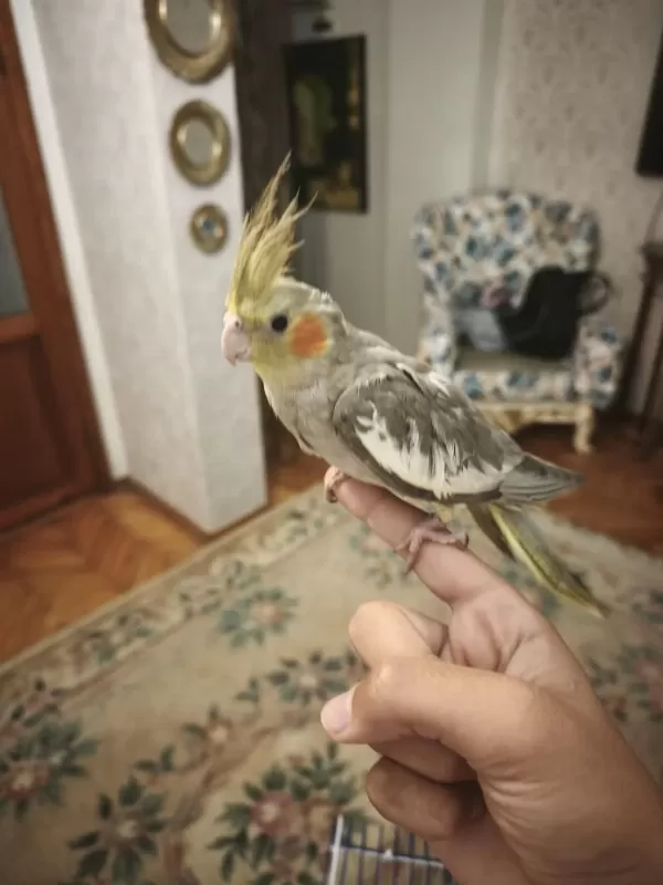 3 Aylık Sultan Papaganı Erkek