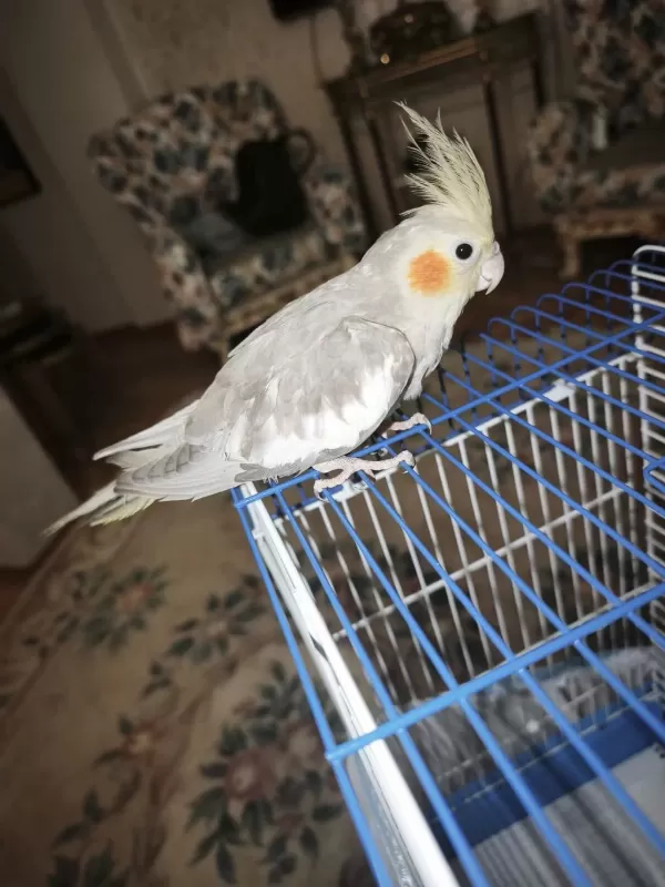 3 Aylık Sultan Papaganı Erkek