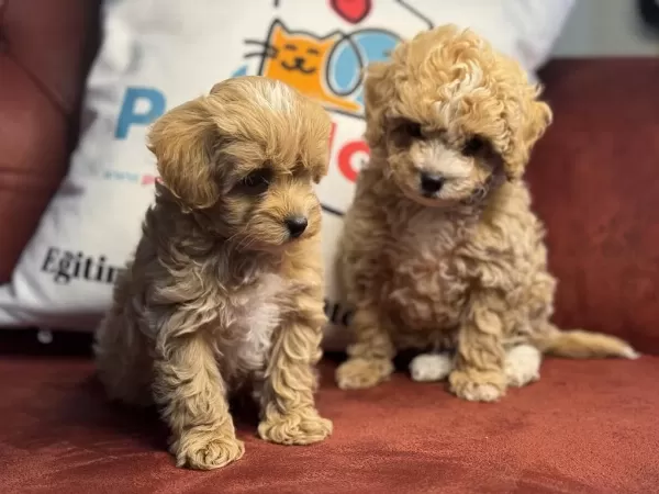 Ankaranın En Güzel Maltipoo Yavruları
