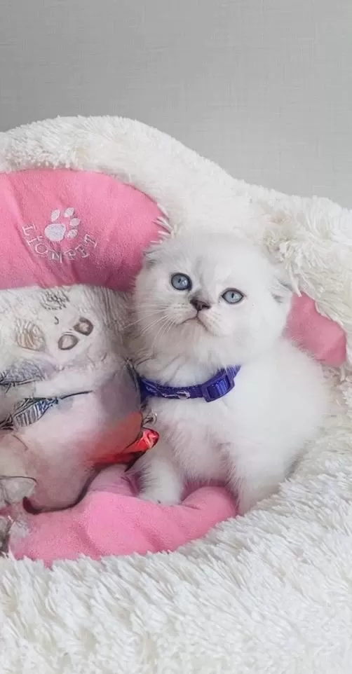 Maviş Point Scotısh Fold Bebeğim
