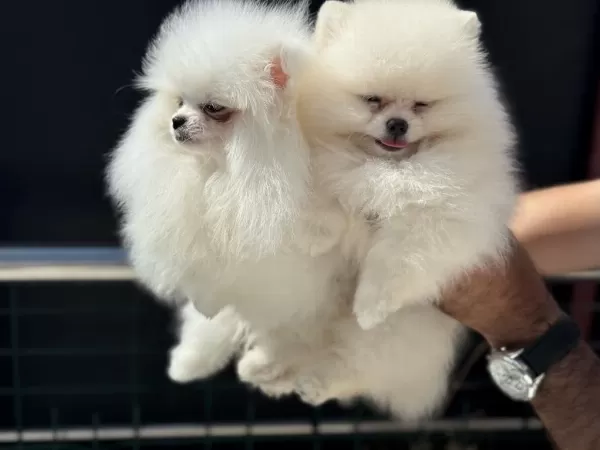 Petmode Köpek Çiftliğinden Tea Cup Pomeranian