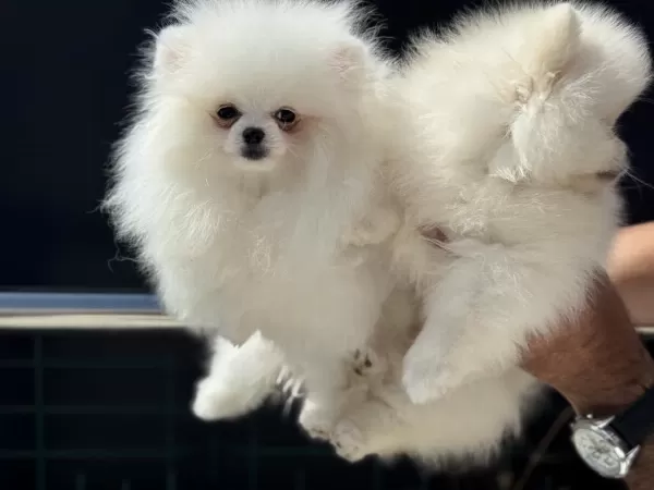 Petmode Köpek Çiftliğinden Tea Cup Pomeranian