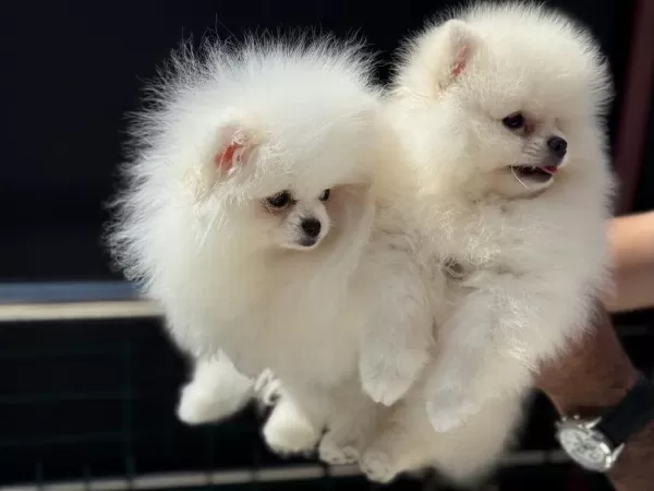 Petmode Köpek Çiftliğinden Tea Cup Pomeranian