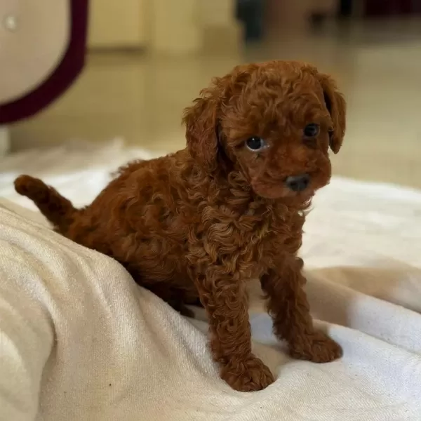 Toy Poodle Kore Kan Yavrular Kg Garantili