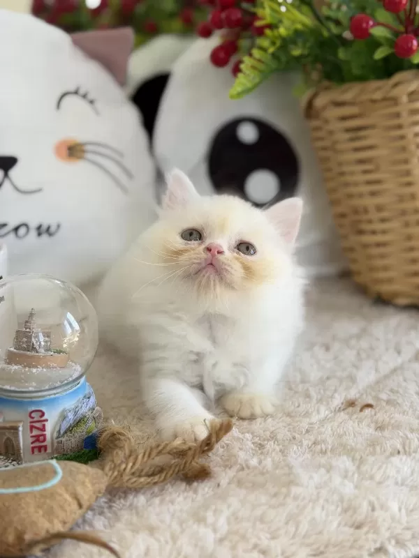 Kar Beyazı British Longhair