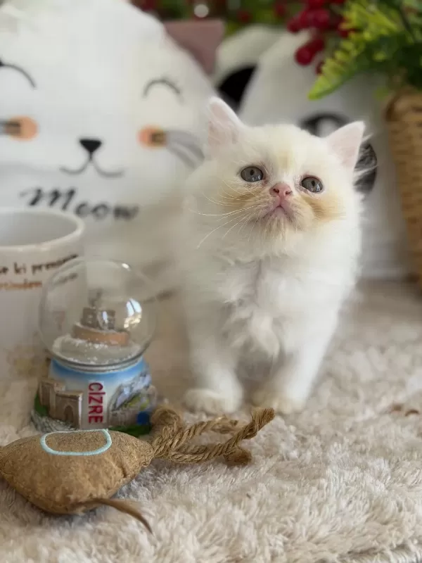 Kar Beyazı British Longhair