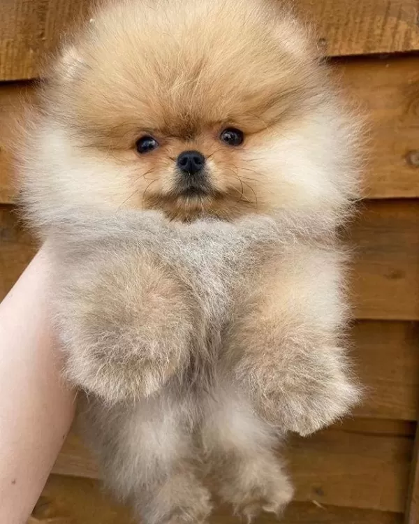 Pomeranian Yavrularımız İçin Arayabilirsiniz