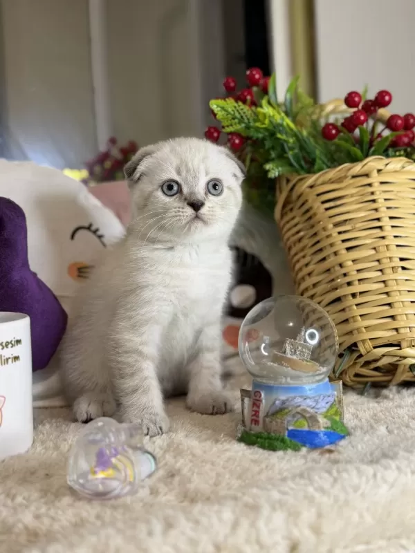 Safkan Scottish Fold Bebekler