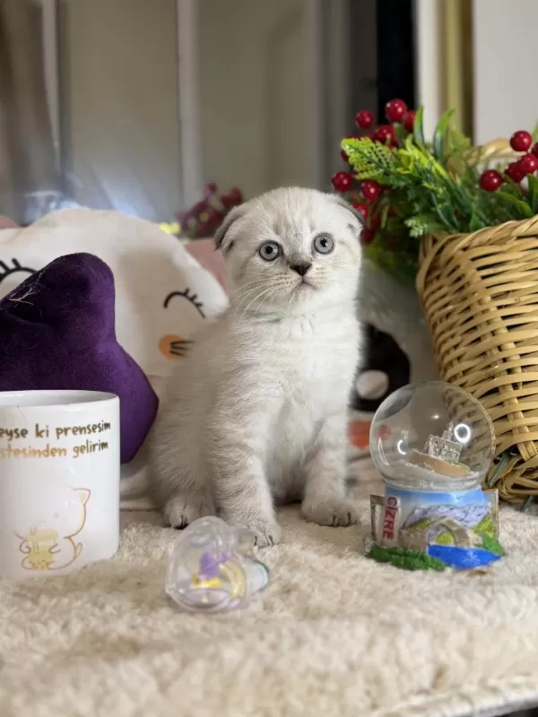 Safkan Scottish Fold Bebekler
