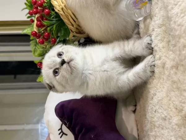 Safkan Scottish Fold Bebekler