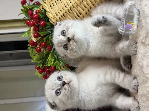 Safkan Scottish Fold Bebekler