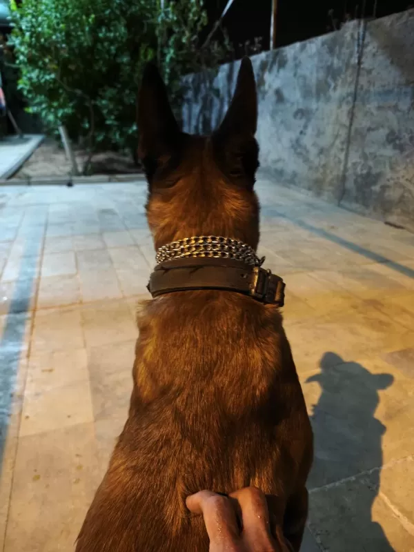 Malinois Belçika Kurdu