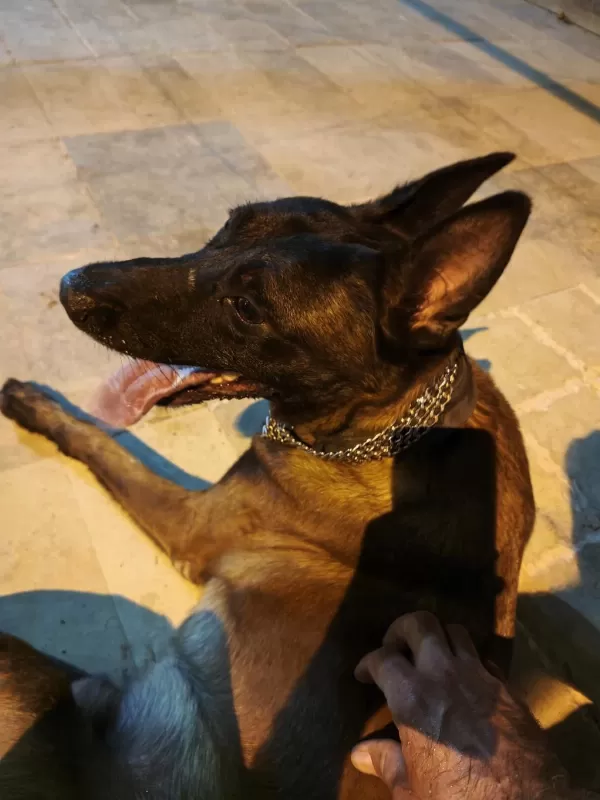 Malinois Belçika Kurdu