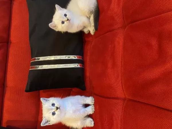 45 Günlük Bebek Kedilerim