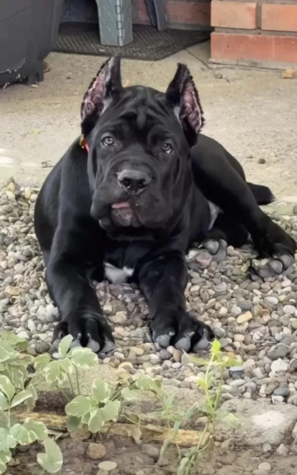 A+ Kalite Cane Corso Yavrularimiz