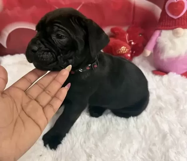 A+ Kalite Cane Corso Yavrularimiz
