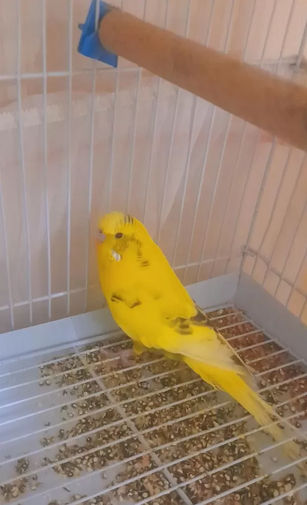 Renk Güzeli Parçali Sari Erkek Kuşumuz