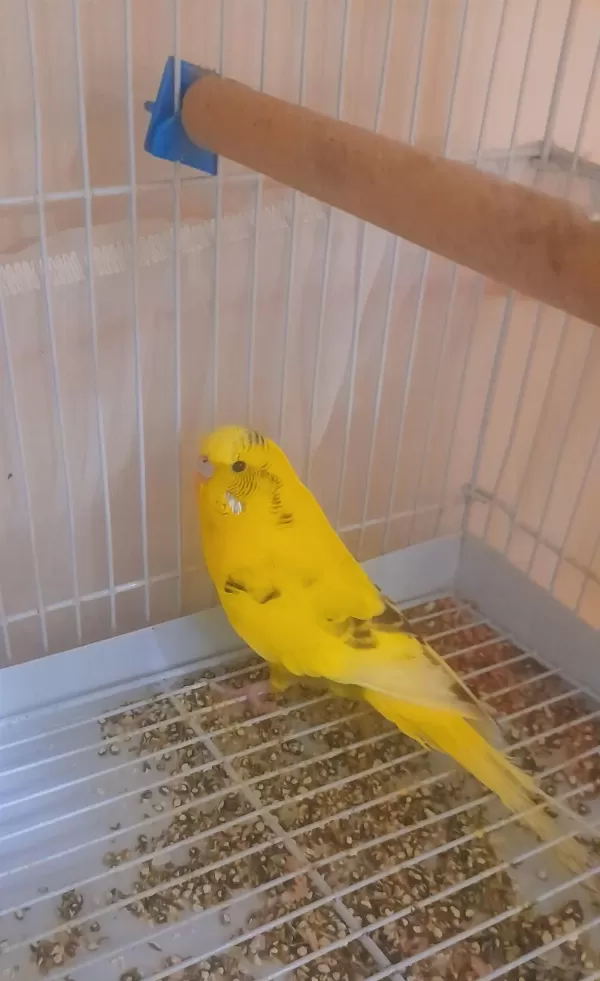 Renk Güzeli Parçali Sari Erkek Kuşumuz