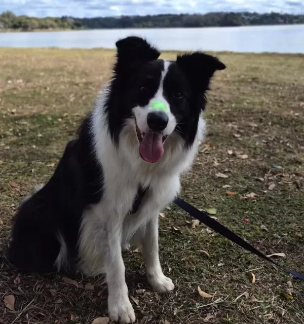 Profesyonel Üretim Çiftliğinden Border Collie Kapıda Öde