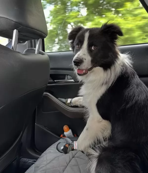 Profesyonel Üretim Çiftliğinden Border Collie Kapıda Öde