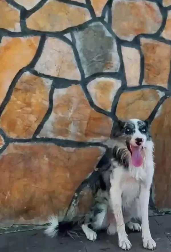 Profesyonel Üretim Çiftliğinden Border Collie Kapıda Öde