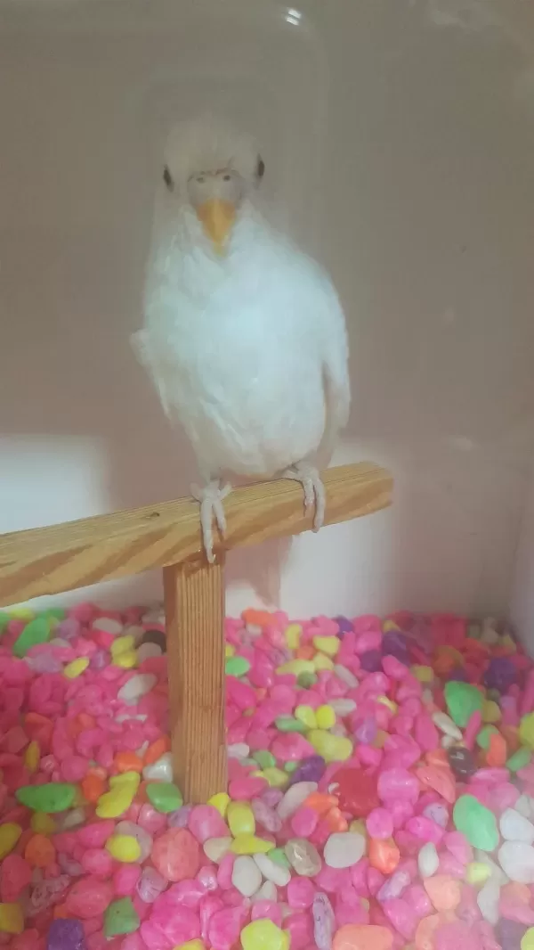 Albino Kirmizi Göz Dişi Muhabbet Kuşumuz