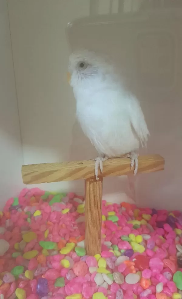 Albino Kirmizi Göz Dişi Muhabbet Kuşumuz