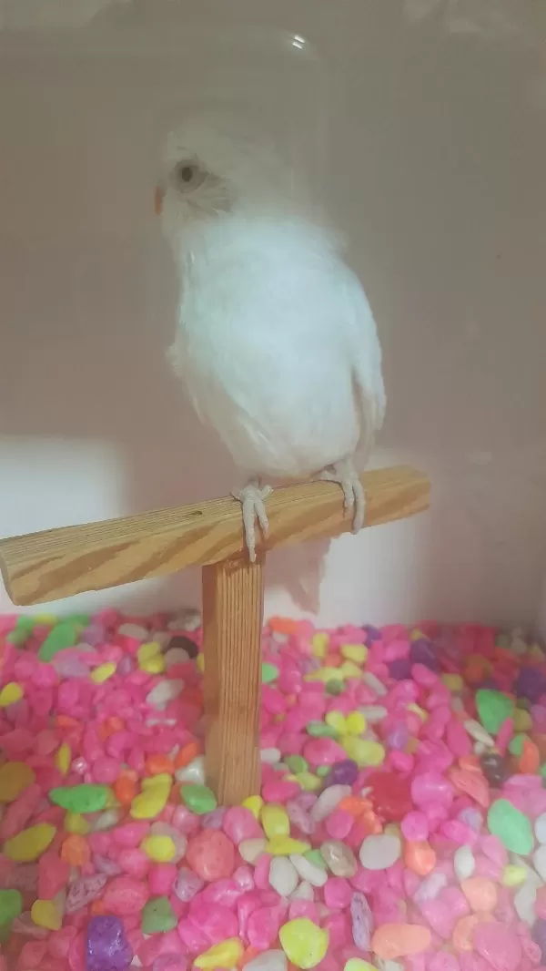 Albino Kirmizi Göz Dişi Muhabbet Kuşumuz