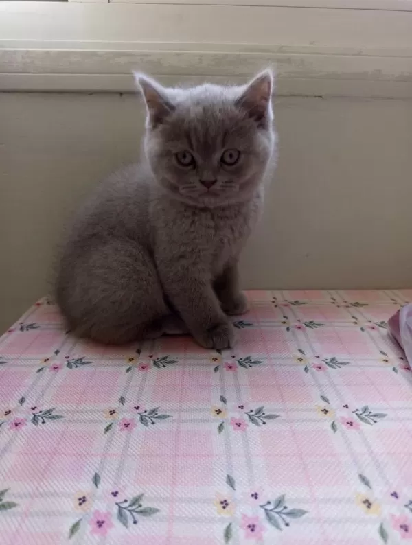 Orjinal İrk Top Kafa British Shorthair