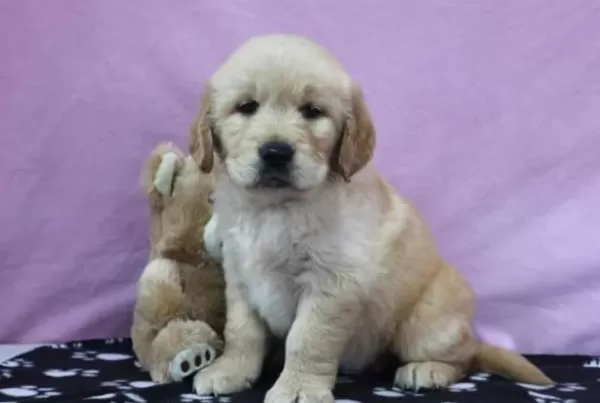 Profesyonel Üretim Çiftliğinden Golden Kapıda Ödeme