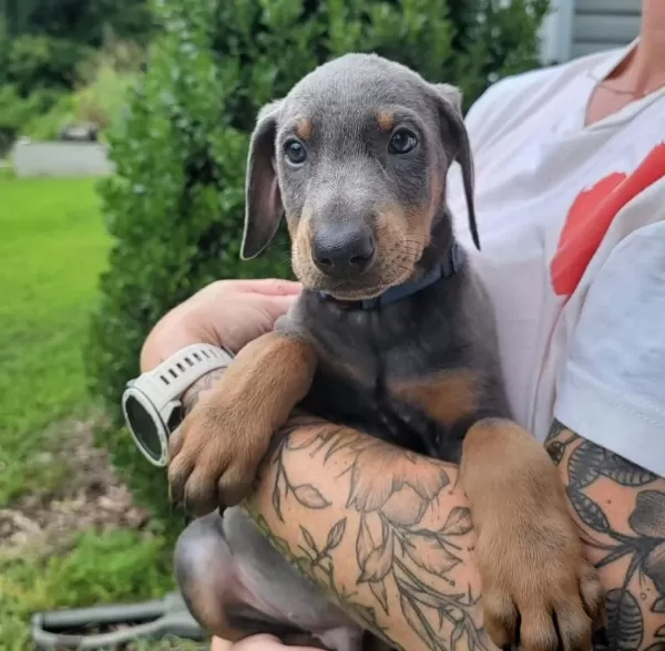 Profesyonel Üretim Çiftliğinden Doberman Kapıda Ödeme